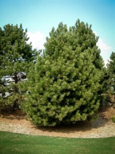 Сосна Чёрная (Pinus Nigra) купить по цене от 270.00р. в интернет-магазине «Посадика» с доставкой почтой в в Учалые и по всей России – [изображение №1].