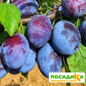 Слива Чачакская ранняя купить по цене от 229.00р. в интернет-магазине «Посадика» с доставкой почтой в в Учалые и по всей России – [изображение №1].