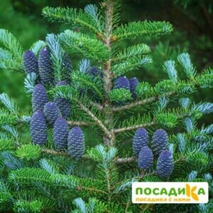 Пихта корейская (Abies koreana) купить по цене от 450.00р. в интернет-магазине «Посадика» с доставкой почтой в в Учалые и по всей России – [изображение №1].