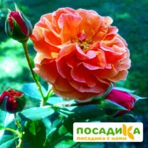 Роза Арабия купить по цене от 350.00р. в интернет-магазине «Посадика» с доставкой почтой в в Учалые и по всей России – [изображение №1].