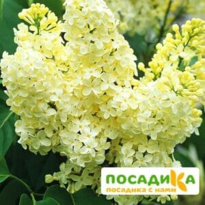 Сирень Примроуз (Primrose) купить по цене от 529.00р. в интернет-магазине «Посадика» с доставкой почтой в в Учалые и по всей России – [изображение №1].