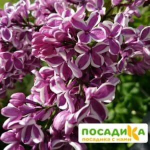 Сирень Сенсация купить по цене от 529.00р. в интернет-магазине «Посадика» с доставкой почтой в в Учалые и по всей России – [изображение №1].