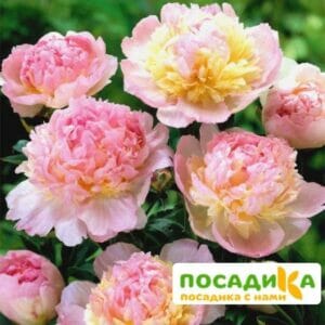 Пион Распберри Сандей (Paeonia Raspberry Sundae) купить по цене от 959р. в интернет-магазине «Посадика» с доставкой почтой в в Учалые и по всей России – [изображение №1].