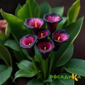 Калла Аура Лейс купить по цене от 400р. в интернет-магазине «Посадика» с доставкой почтой в в Учалые и по всей России – [изображение №1].