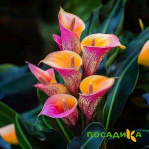 Калла Оникс купить по цене от 450р. в интернет-магазине «Посадика» с доставкой почтой в в Учалые и по всей России – [изображение №1].