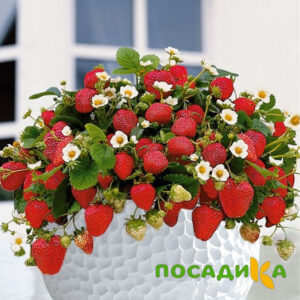 Клубника Рубиновый Шепот (горшечная) купить по цене от 240р. в интернет-магазине «Посадика» с доставкой почтой в в Учалые и по всей России – [изображение №1].