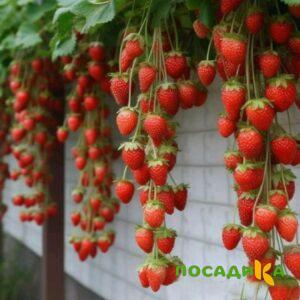 Клубника вьющаяся Комплимент купить по цене от 470р. в интернет-магазине «Посадика» с доставкой почтой в в Учалые и по всей России – [изображение №1].