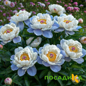 Пион акварельный Этюд купить по цене от 806р. в интернет-магазине «Посадика» с доставкой почтой в в Учалые и по всей России – [изображение №1].