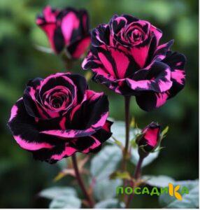 Роза Багровый Шепот купить по цене от 366р. в интернет-магазине «Посадика» с доставкой почтой в в Учалые и по всей России – [изображение №1].