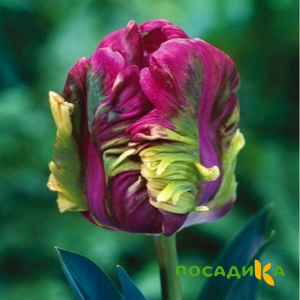 Тюльпан Экзотик Хэвен купить по цене от 186р. в интернет-магазине «Посадика» с доставкой почтой в в Учалые и по всей России – [изображение №1].