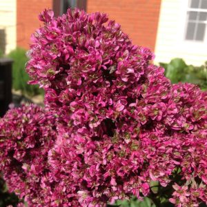 Флокс Филингс купить по цене от 329р. в интернет-магазине «Посадика» с доставкой почтой в в Учалые и по всей России – [изображение №1].