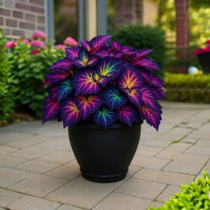 Хоста Фрости Блю купить по цене от 389р. в интернет-магазине «Посадика» с доставкой почтой в в Учалые и по всей России – [изображение №1].