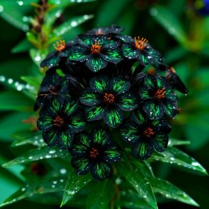 Флокс Ривьера купить по цене от 299р. в интернет-магазине «Посадика» с доставкой почтой в в Учалые и по всей России – [изображение №1].