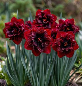 Нарцисс Сапфировый Бриз купить по цене от 3000р. в интернет-магазине «Посадика» с доставкой почтой в в Учалые и по всей России – [изображение №1].