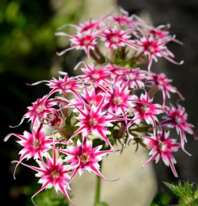 Флокс Метельчатый Путь купить по цене от 456р. в интернет-магазине «Посадика» с доставкой почтой в в Учалые и по всей России – [изображение №1].