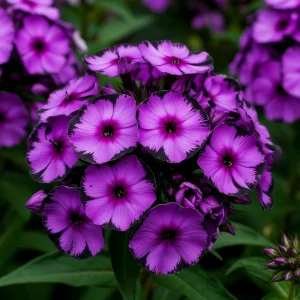 Флокс Клауд Шарм купить по цене от 299р. в интернет-магазине «Посадика» с доставкой почтой в в Учалые и по всей России – [изображение №1].