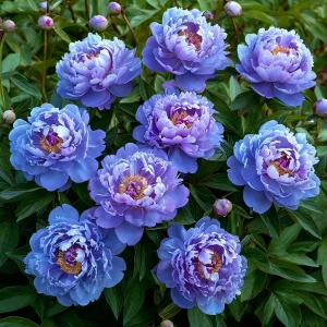 Пион Голубой лотос купить по цене от 590р. в интернет-магазине «Посадика» с доставкой почтой в в Учалые и по всей России – [изображение №1].