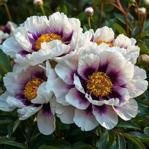 Пион Эко Саммер купить по цене от 548р. в интернет-магазине «Посадика» с доставкой почтой в в Учалые и по всей России – [изображение №1].