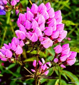 Флокс Бутоник купить по цене от 461р. в интернет-магазине «Посадика» с доставкой почтой в в Учалые и по всей России – [изображение №1].