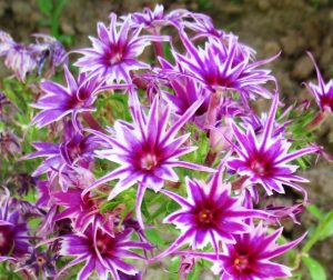 Флокс Звездное Кружево купить по цене от 361р. в интернет-магазине «Посадика» с доставкой почтой в в Учалые и по всей России – [изображение №1].