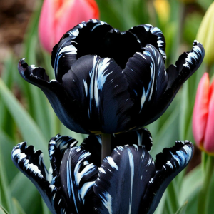 Тюльпан Шелк Нуар купить по цене от 219р. в интернет-магазине «Посадика» с доставкой почтой в в Учалые и по всей России – [изображение №1].