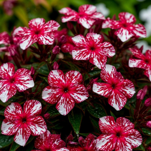 Флокс Ливер Гриммер купить по цене от 590р. в интернет-магазине «Посадика» с доставкой почтой в в Учалые и по всей России – [изображение №1].