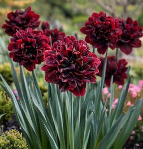 Нарцисс Малиновая Вуаль купить по цене от 3000р. в интернет-магазине «Посадика» с доставкой почтой в в Учалые и по всей России – [изображение №1].