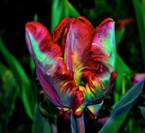 Тюльпан Эирпрайз купить по цене от 270р. в интернет-магазине «Посадика» с доставкой почтой в в Учалые и по всей России – [изображение №1].